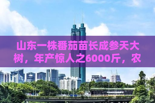 山东一株番茄苗长成参天大树，年产惊人之6000斤，农业奇迹还是未来趋势？