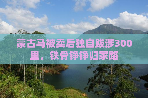 蒙古马被卖后独自跋涉300里，铁骨铮铮归家路